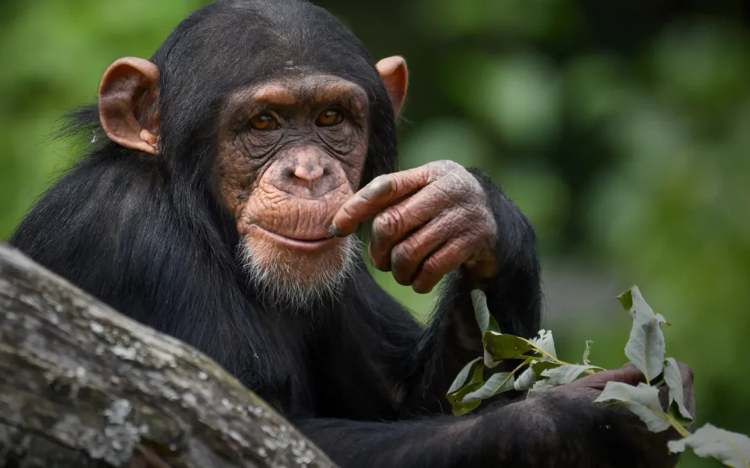 Prendre la bonne décision grâce aux rêves, c’est possible ?